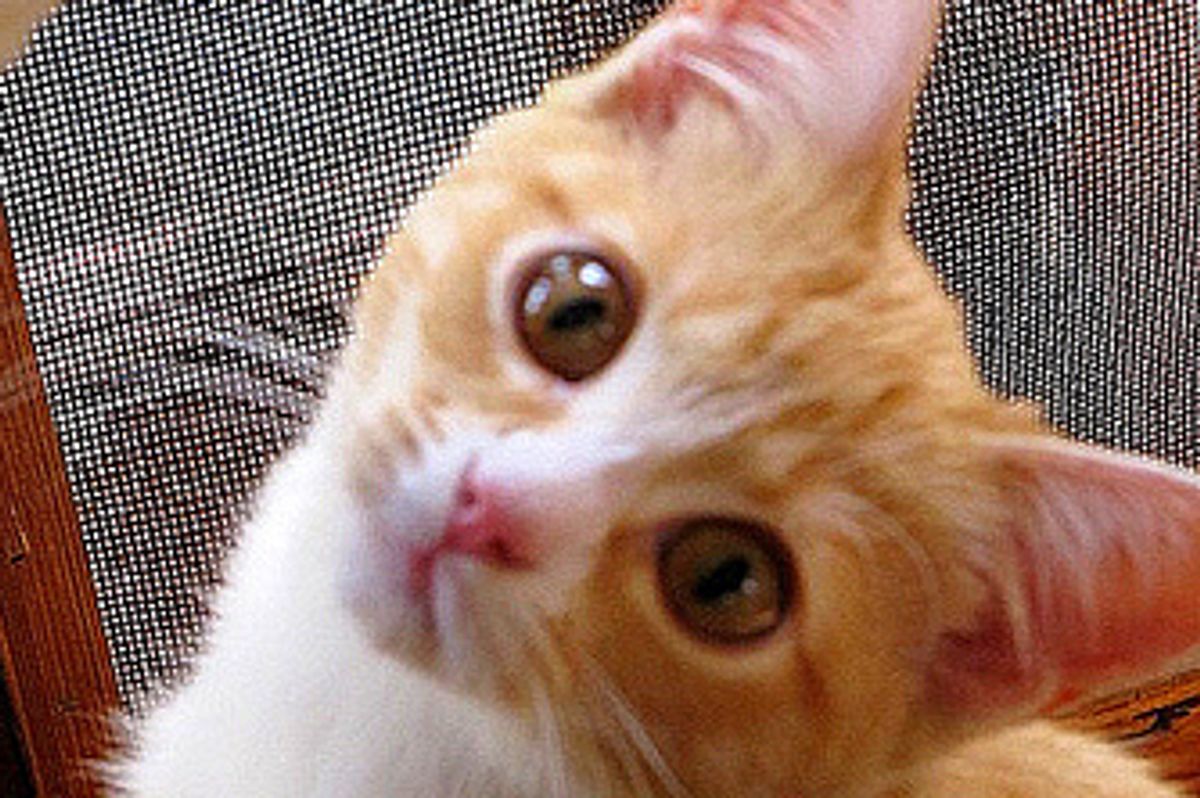 Tilly the Rescue, the Lovable Ginger Girl