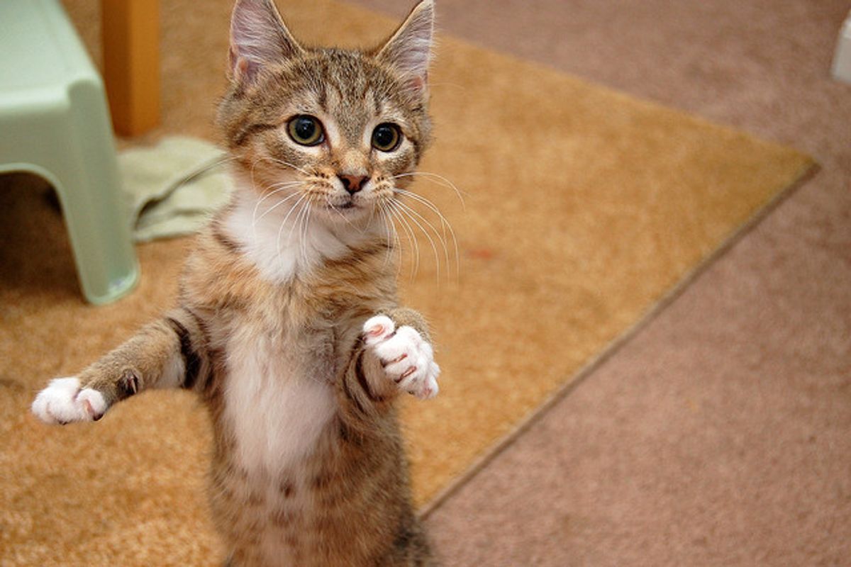 Wink the Loving, Cuddly Foster Kitten
