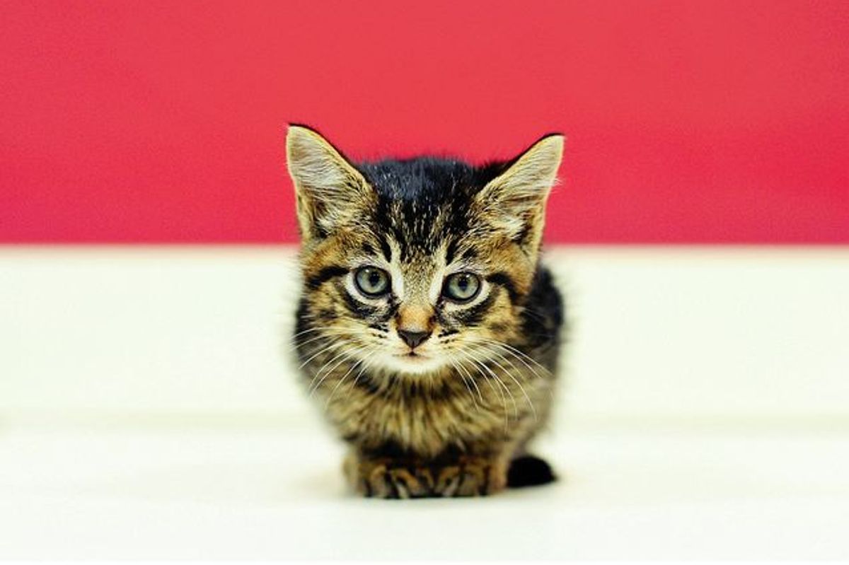 Robbie Looking for a Forever Loving Home