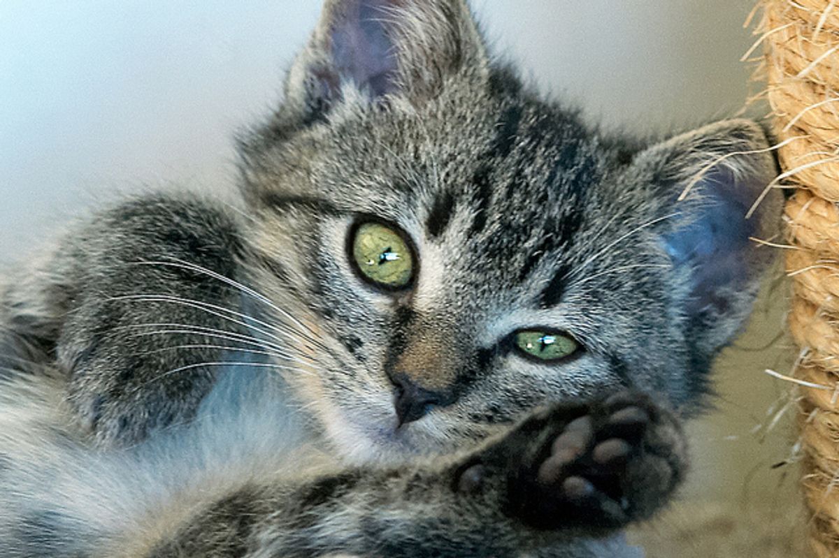 Nicolai the Dangerously Cute Rescued Kitten