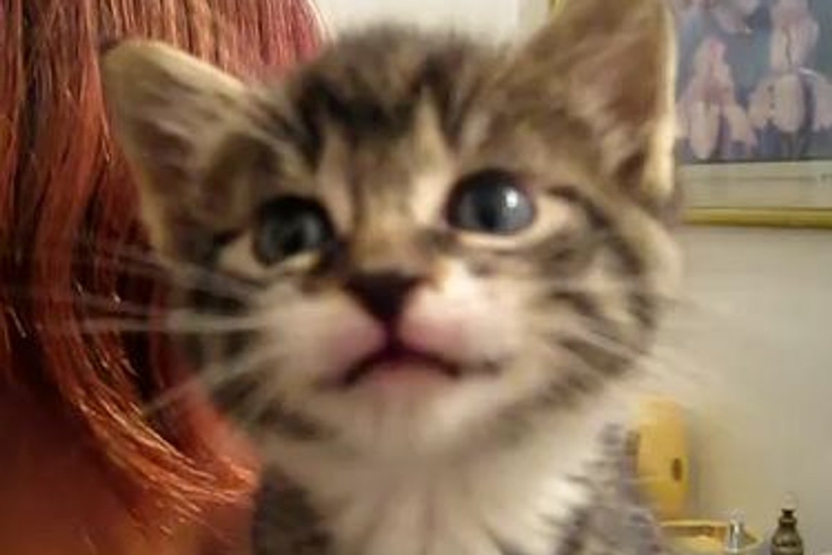 Hermione, Adorable Little Talking Kitten