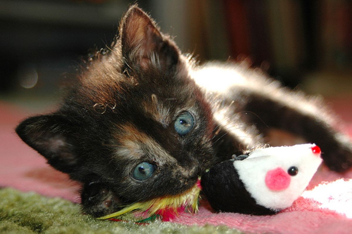 5 Little Foster Puffballs