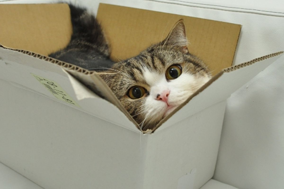 Maru and Many Too-Small Boxes