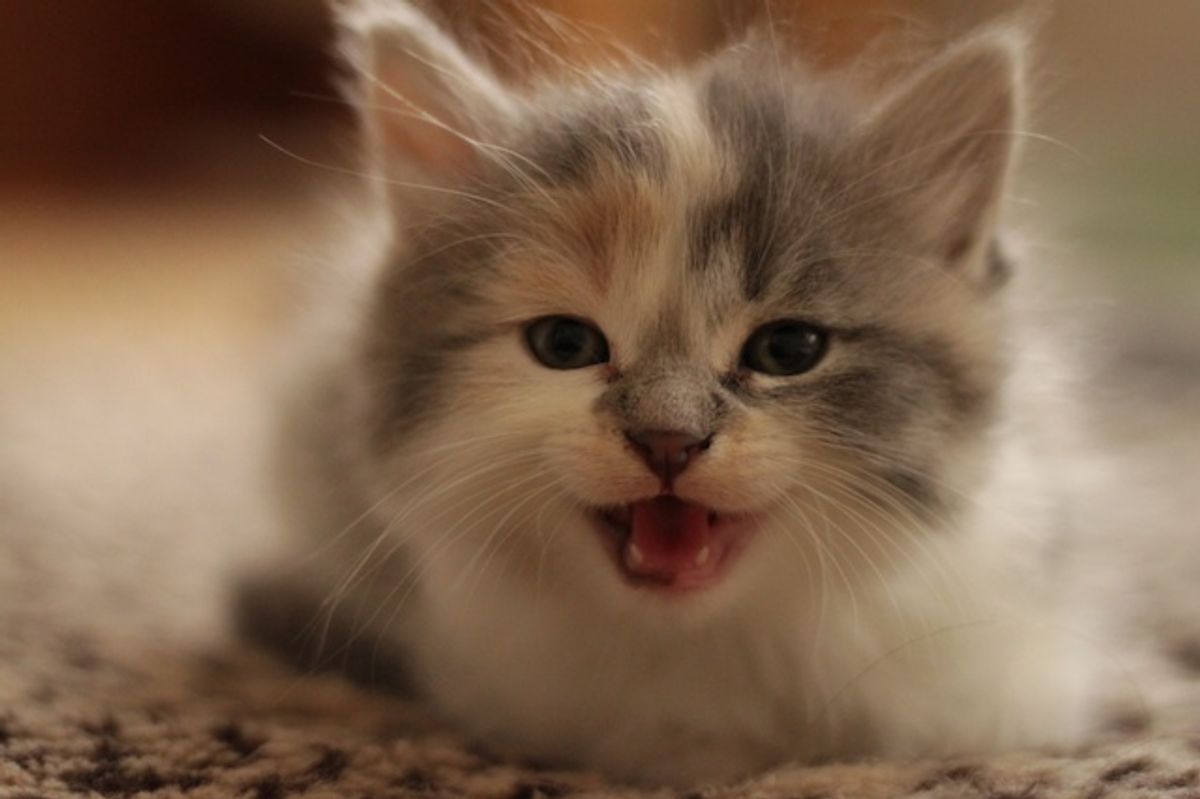 Foster Family Bella the Mom and Her Kittens