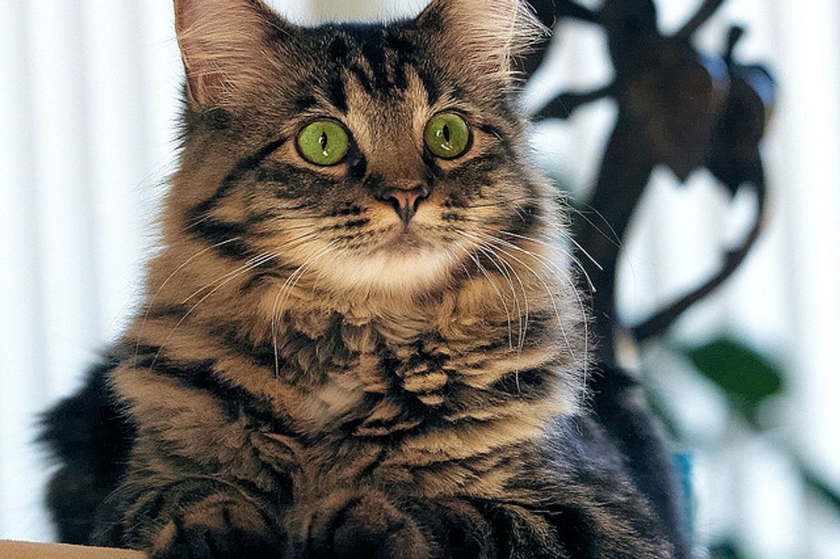 Sasha the Rescue, a Feral Cat at Heart