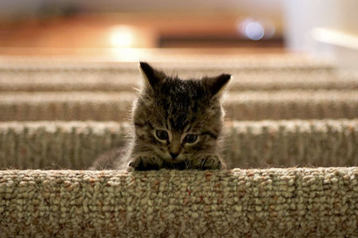 Jackson the Rescue and His Second Chance