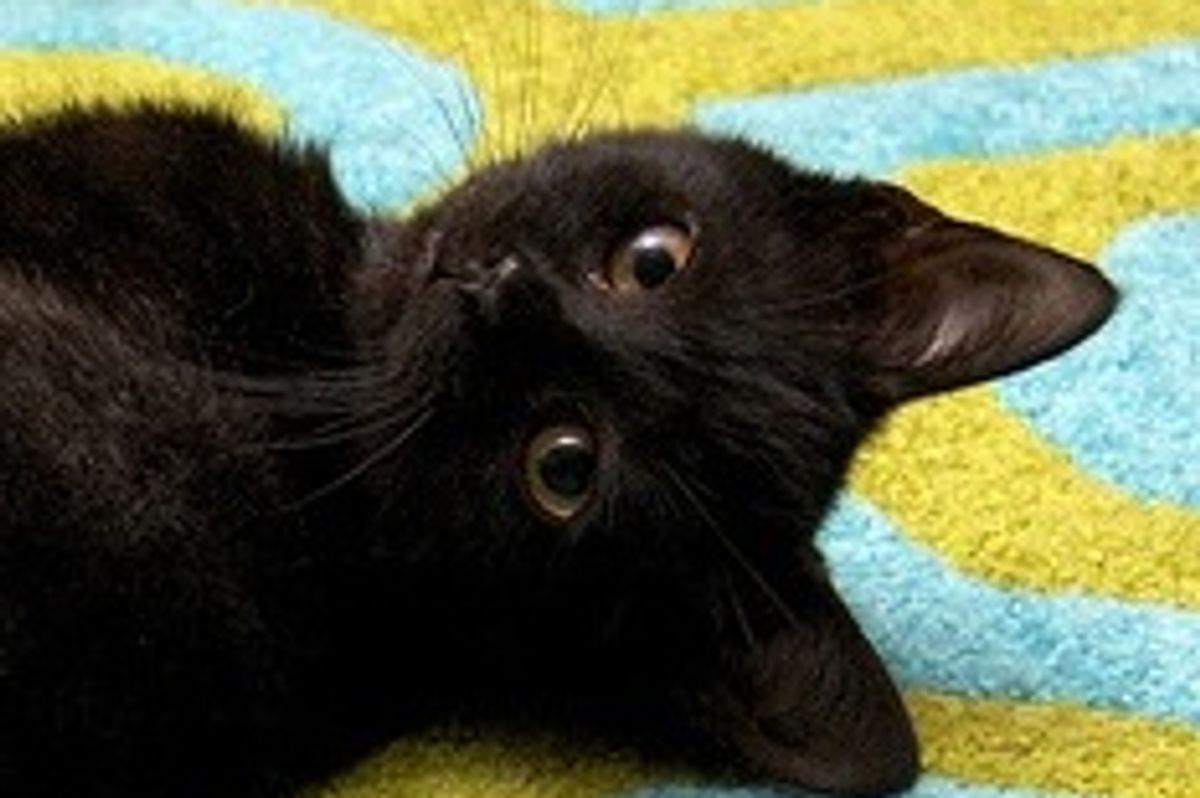 Midnight the Rescue Looking for a Forever Home