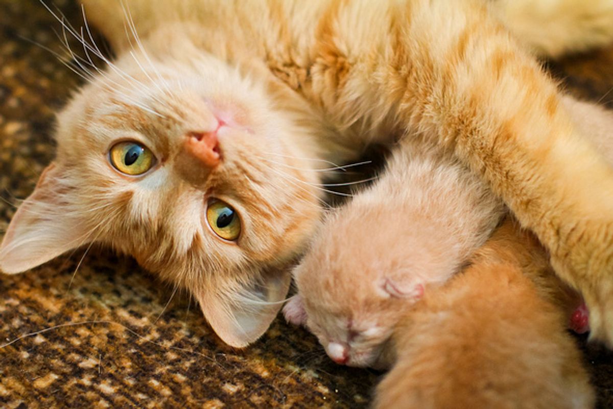 Rescued Cat Momma Sunshine