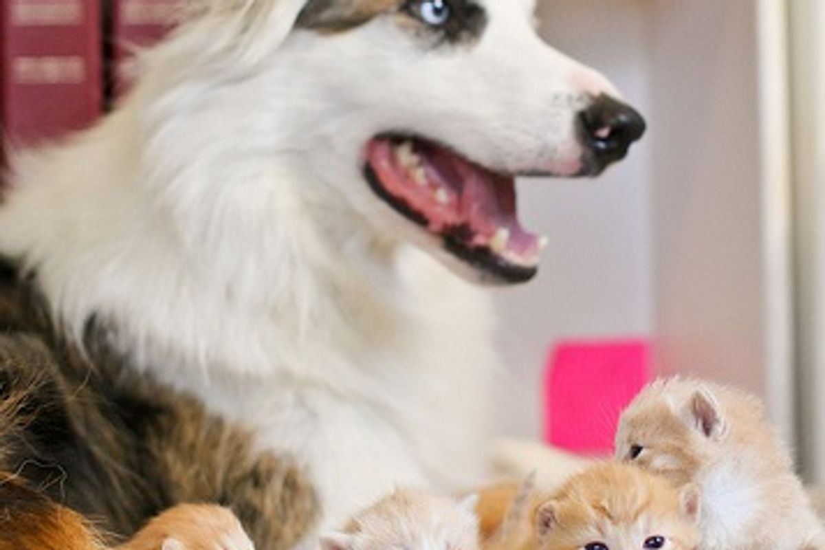 Kittens and Their Canine Babysitters