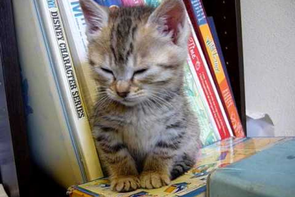 Wobbly Sleepy Kitty