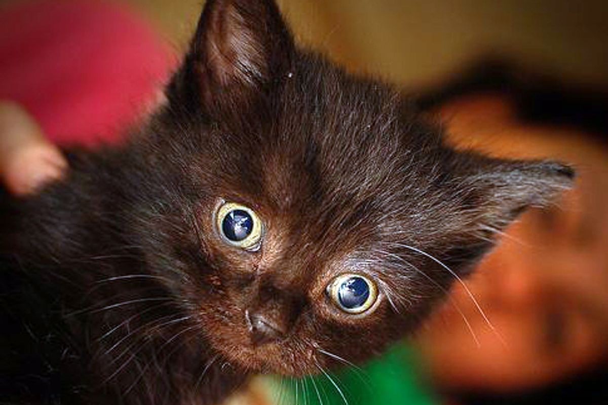 Tommy the Little Mischief Maker