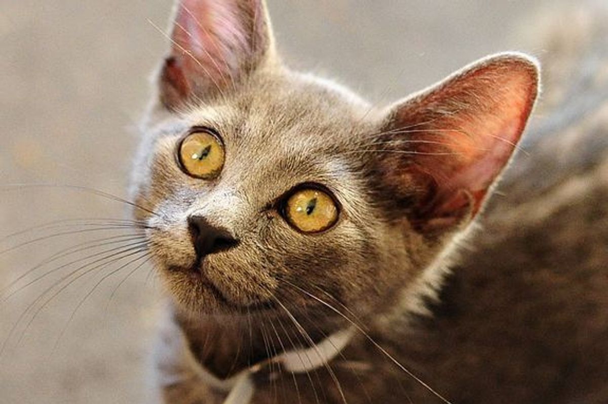 Edward Looking for a Forever Home