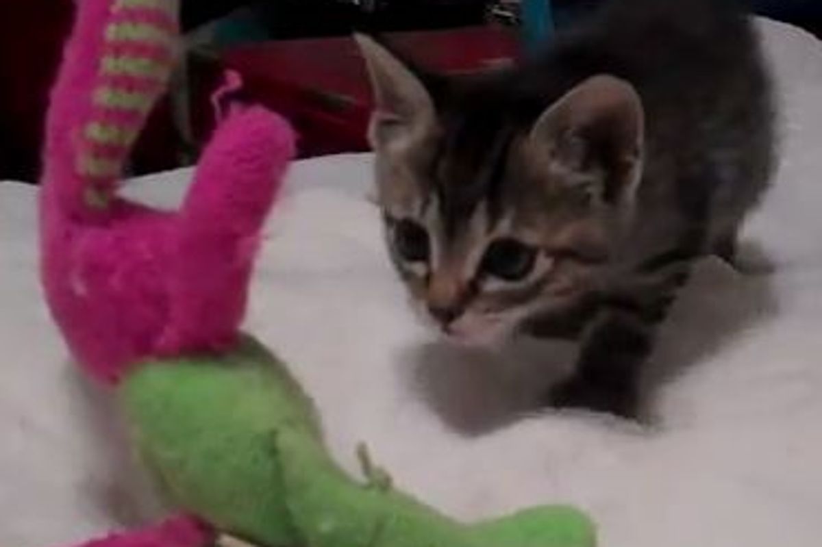 Kitten Meets Bunny the Toy