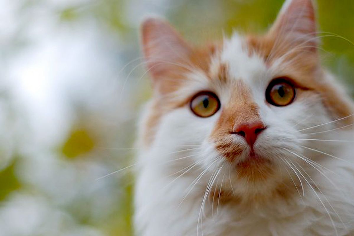 Steve the Ginger and White Cutie