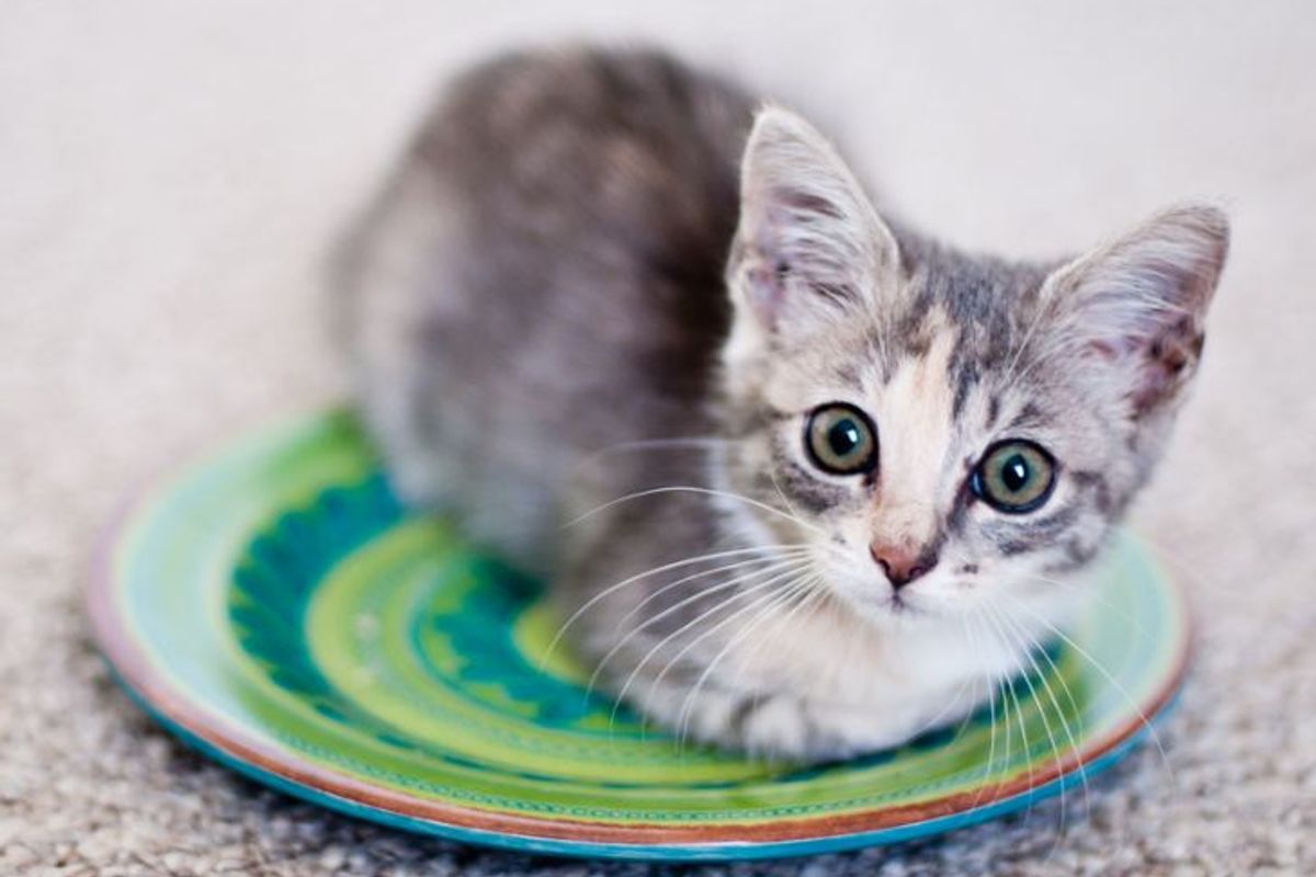 Rescue Story of an Itty Bitty Kitty