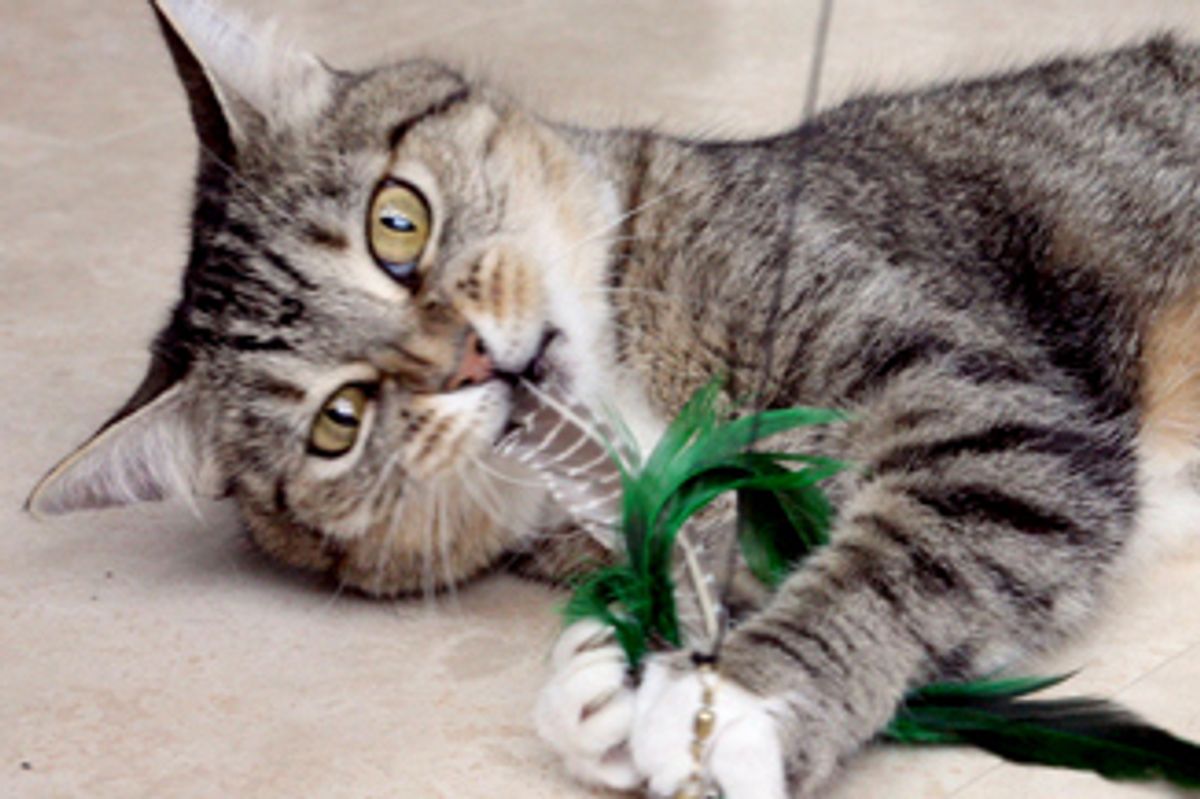 Leelee the Lovely Toothless Squealy Cat