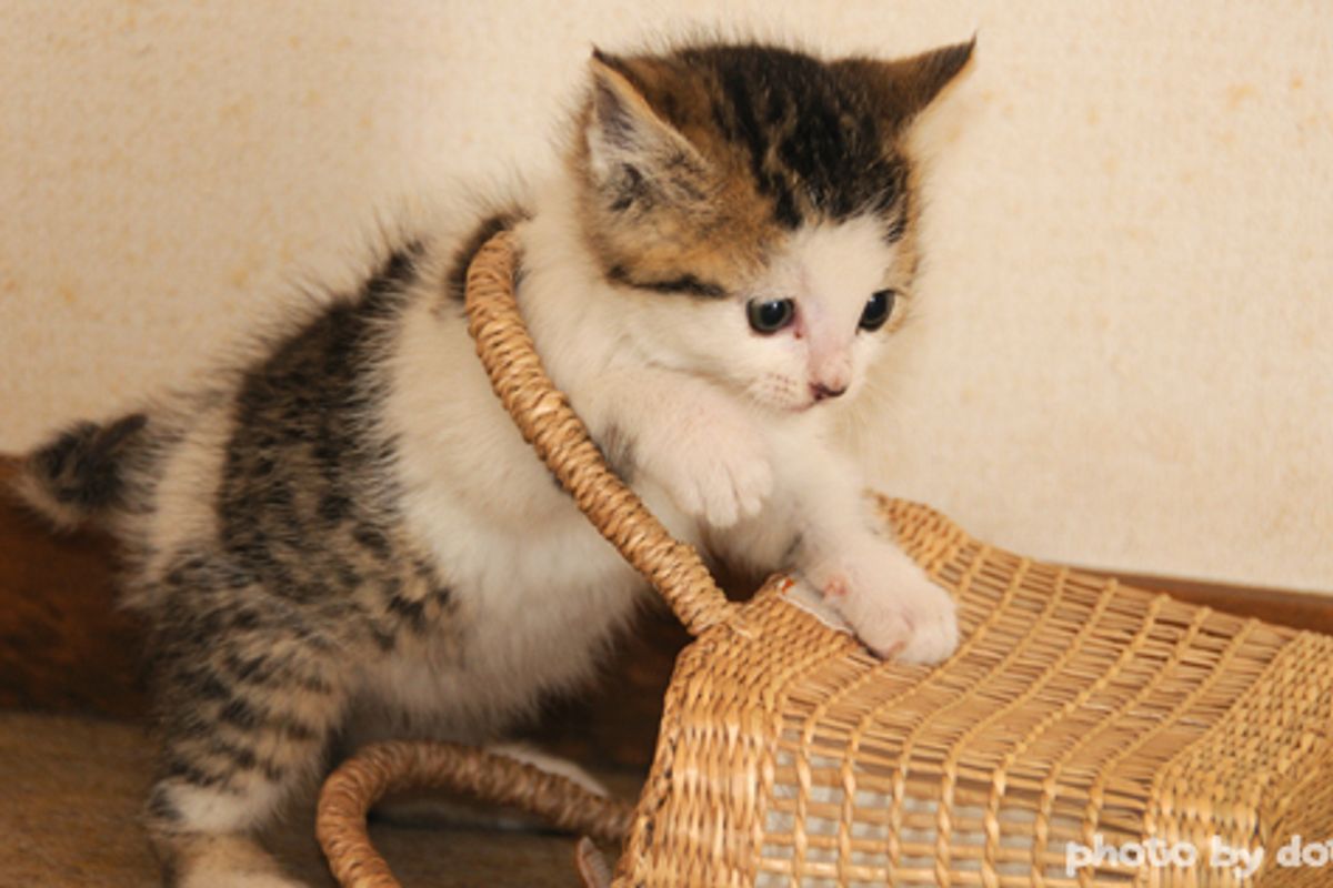 Kitten Plays with Basket
