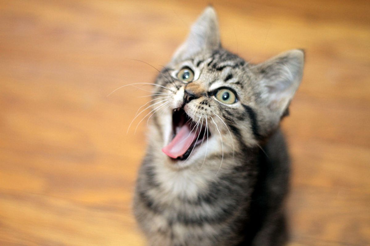 5 Fuzzballs Waiting to Find New Homes