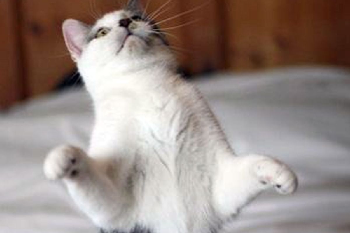 Rescue Story of Curiosity the Cat