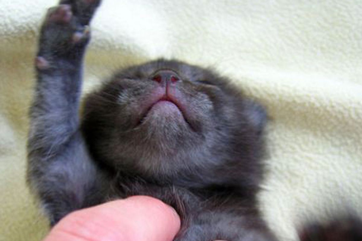 Story of 4 Little Bitty Foster Kittens