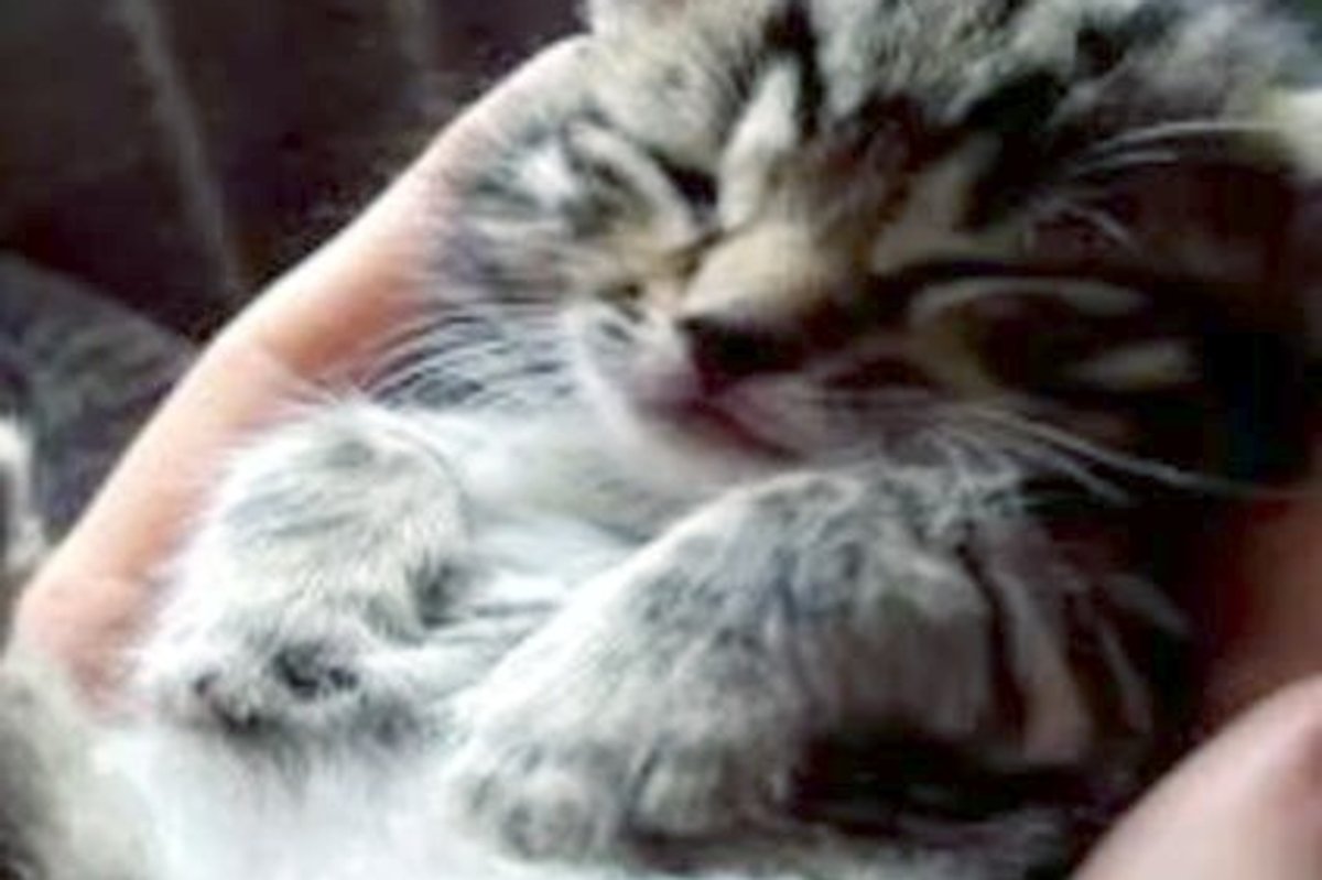 Kitten Having Sweet, Playful Dreams