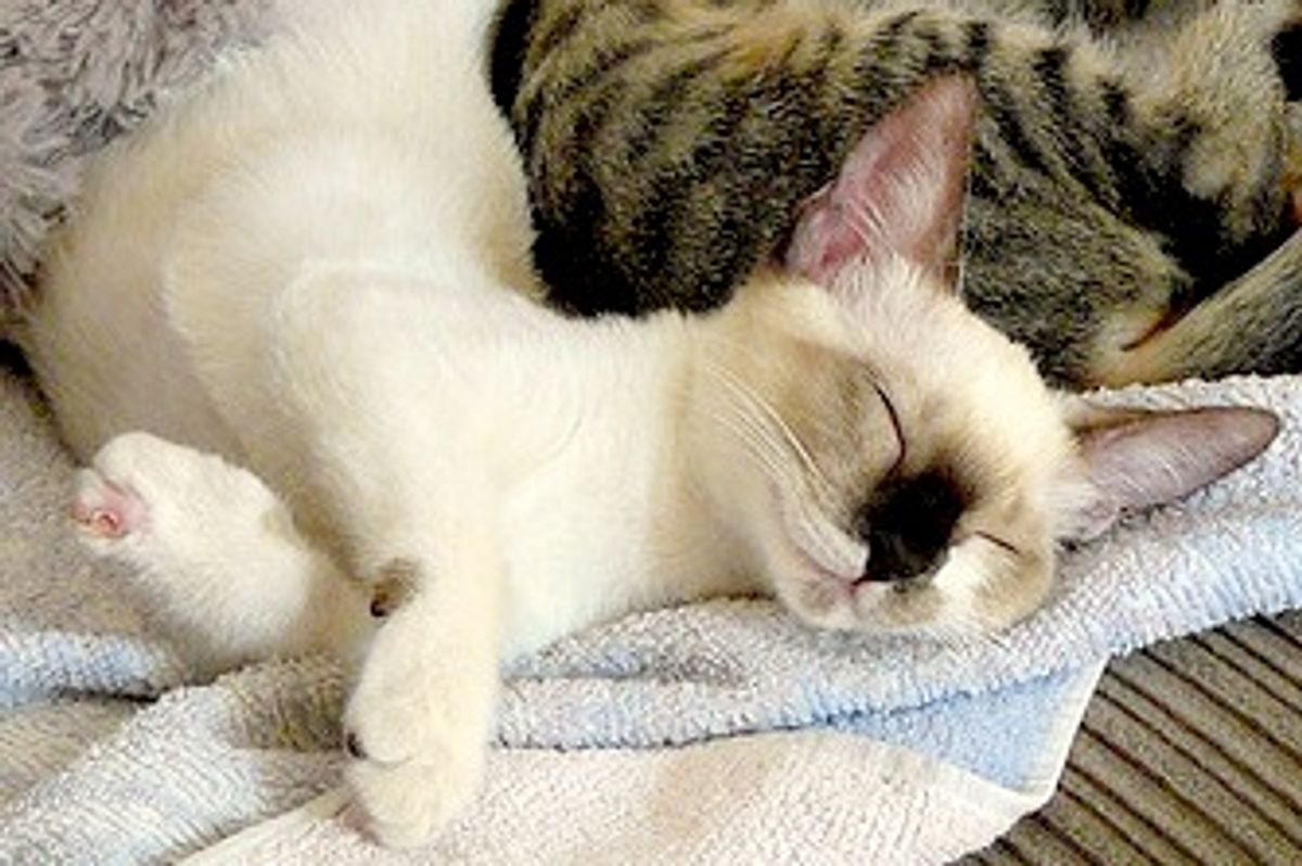 Kitzy the Little Fighter