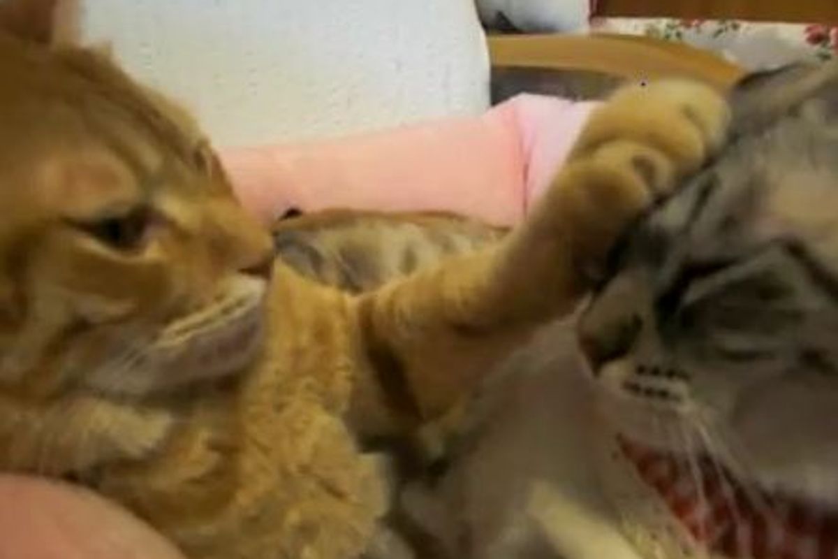 Kitty Checking on His Buddy