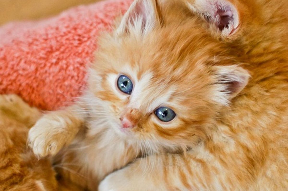 Thanks to All Cat Lovers