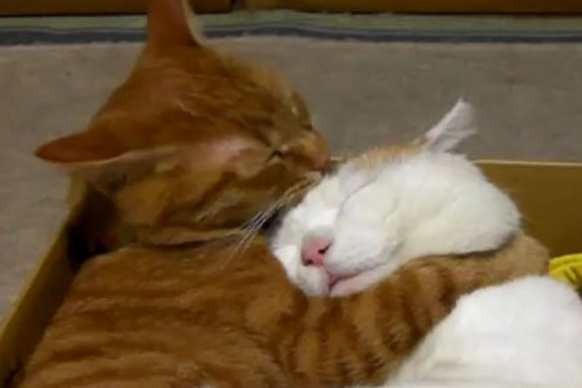 Sweet and Cuddly Kitties