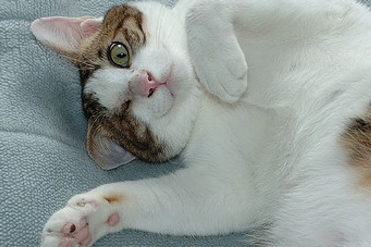 Herlock the Inspiring One-Eyed Rescued Cat