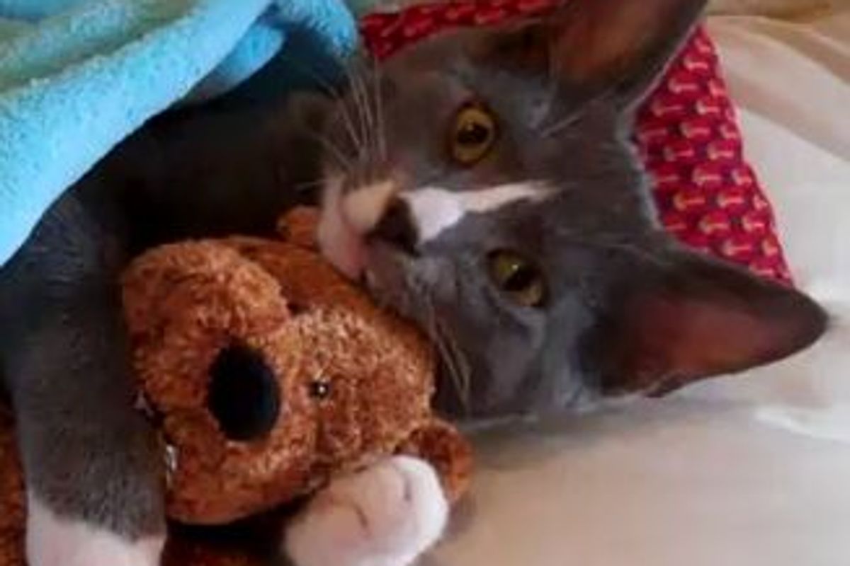 Kitten Hugs Teddy Bear