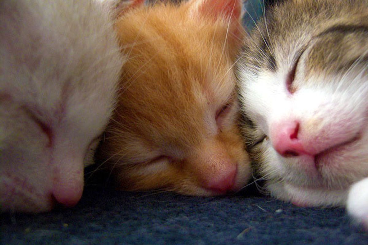 Story of 6 Foster Furballs