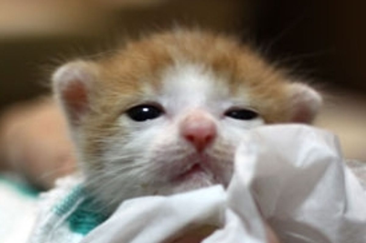 Four Kittens Rescued from a Paper Bag and Found Hope