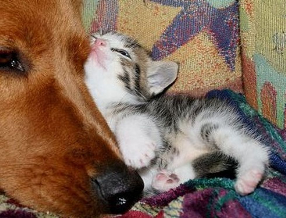 Little Foster Kitten Loves His Doggie Friend