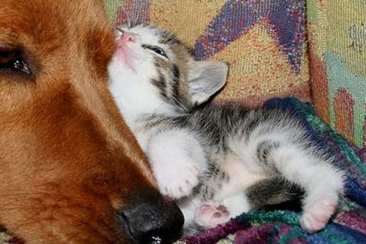 Little Foster Kitten Loves His Doggie Friend