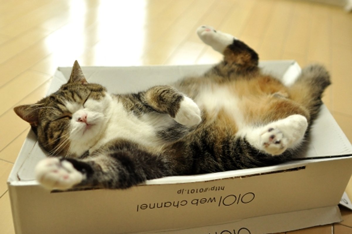 Maru Guarding His Box from Invaders