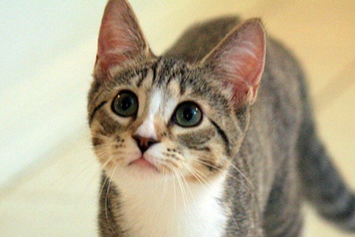 Rescued Tabby Kittens Monte and Maija