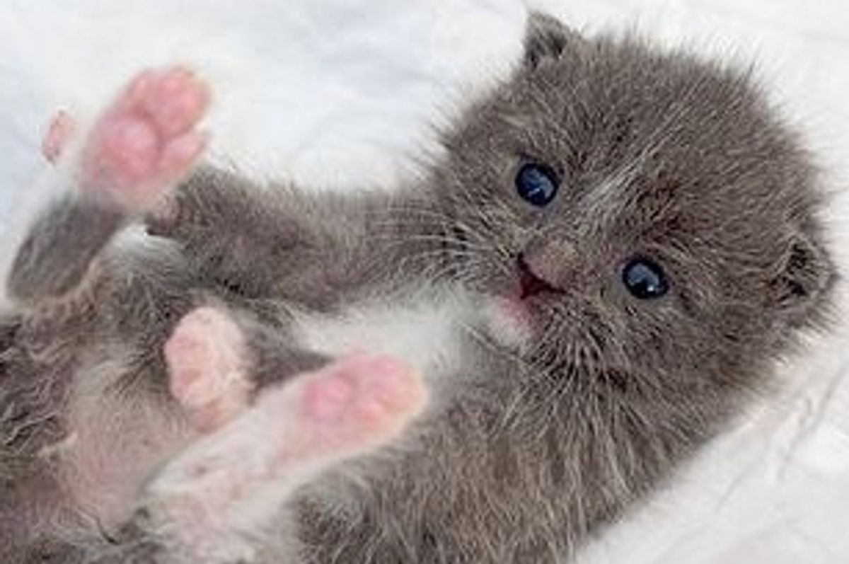 Four Rescued Blue Tabbies