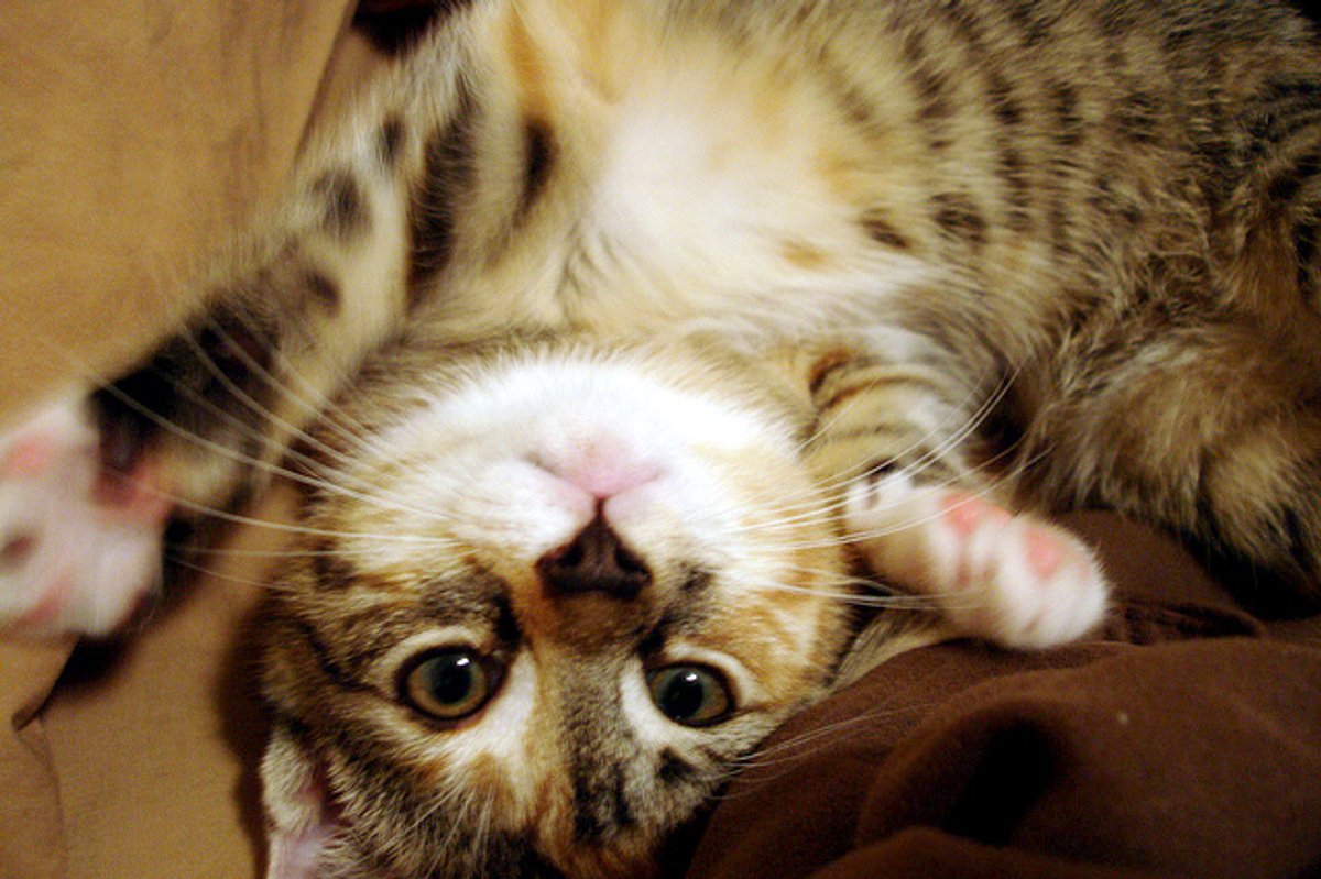 Rosemary the Kitten Runs Her New Home