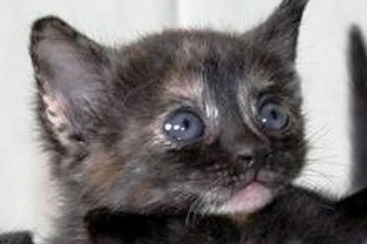 Little Rescued Tortie Triplets