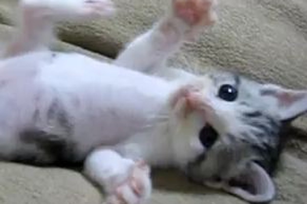 Cute Kitten Showing off Big Belly