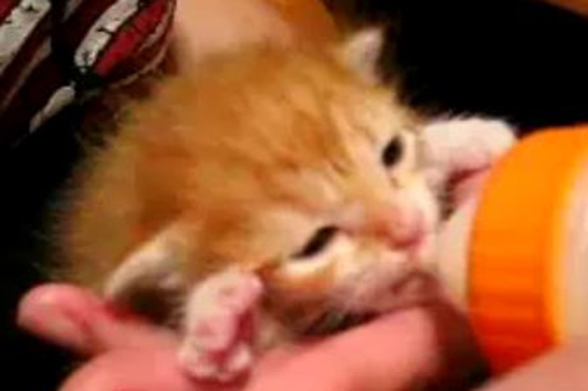 Little Bottle Kitten