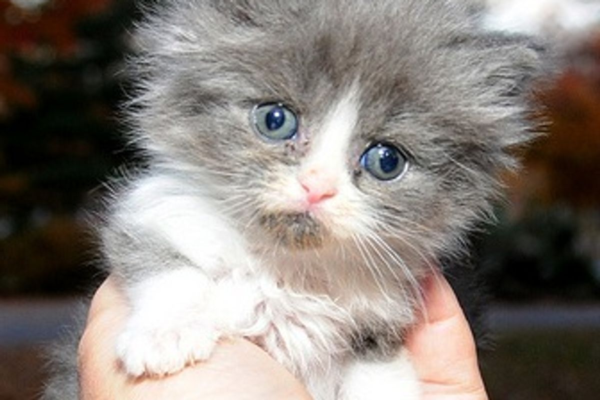 Two Kittens Waiting to Find Their Forever Home