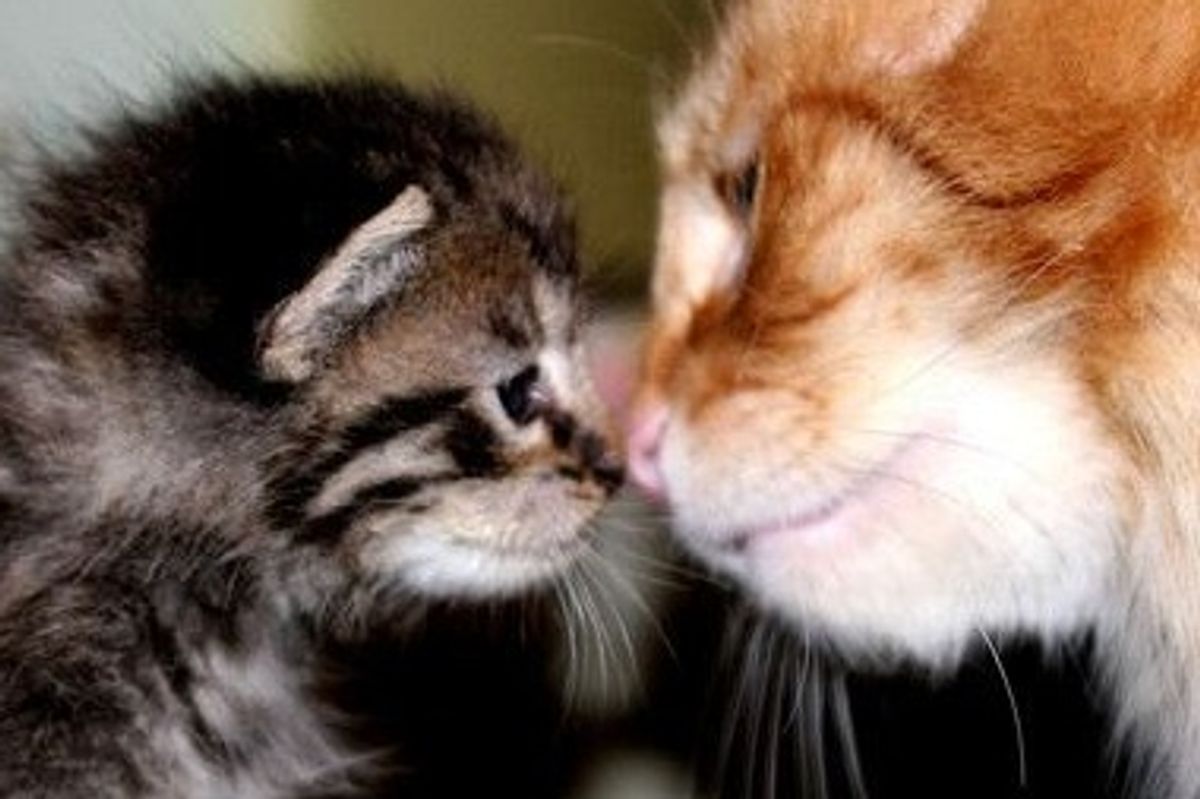 Exchange Nose Kisses