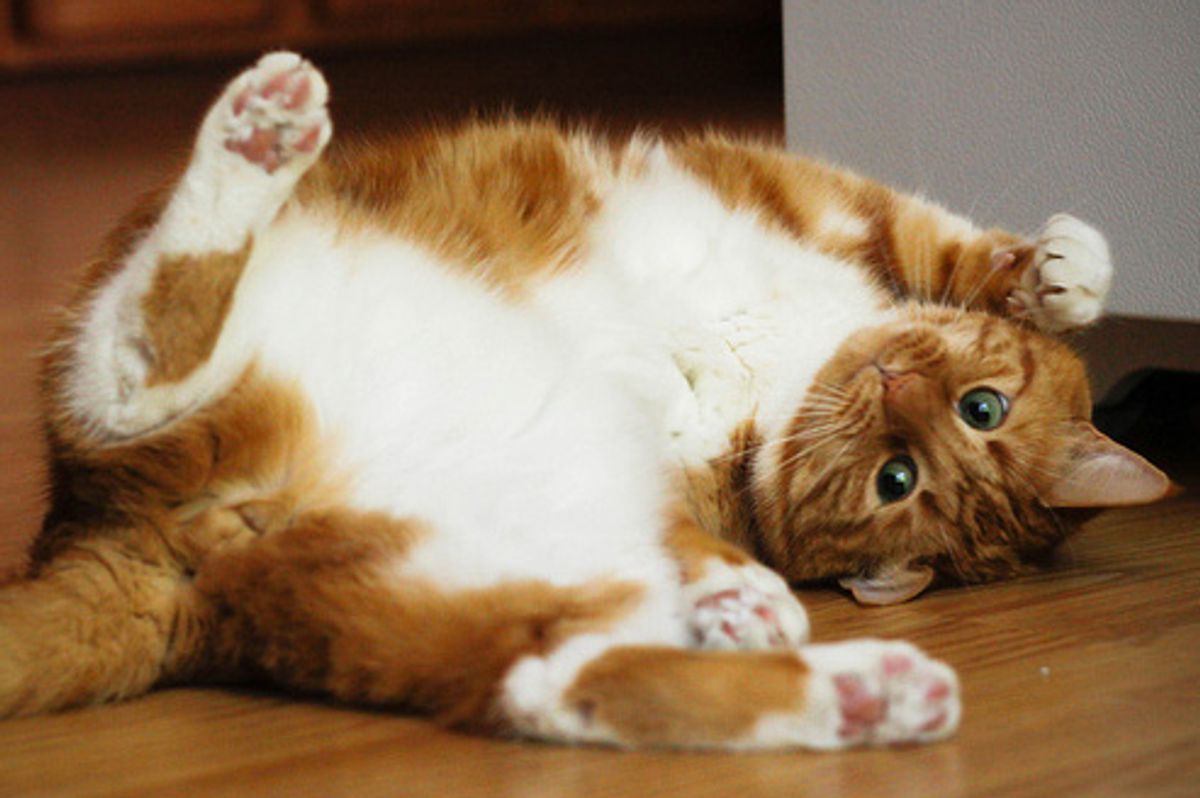 Story of Francis the Curious Ginger Cat