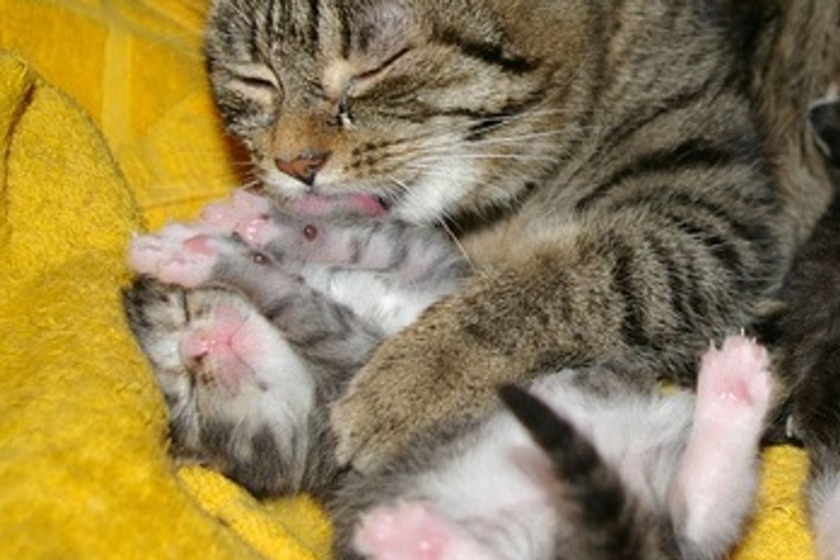 Little Foster Babies and Mom