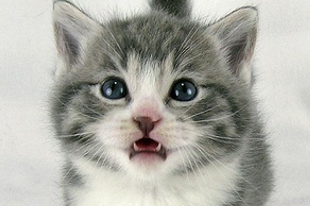 2 Cats and 3 Kittens Found New Loving Home