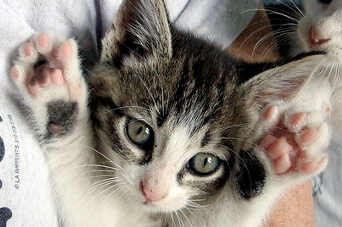 Greg Brady the Mischievous Little Foster