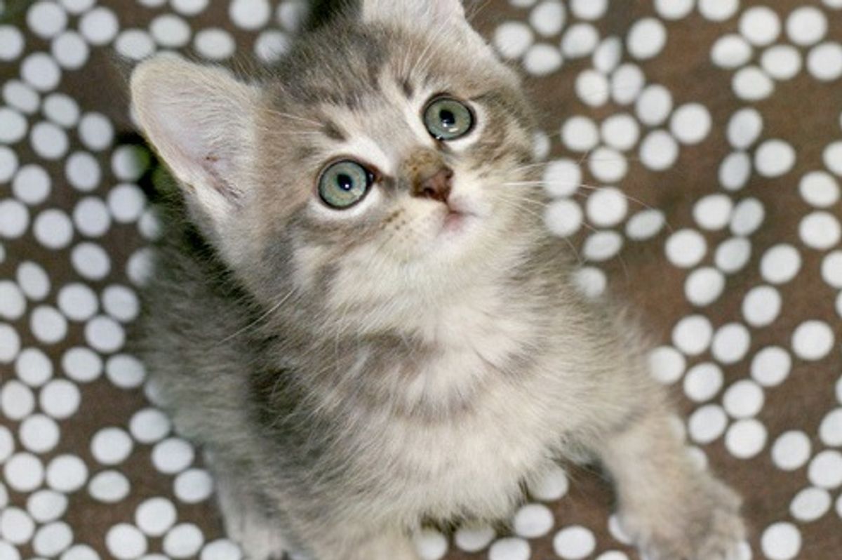 Baby the Little Grey Rescue