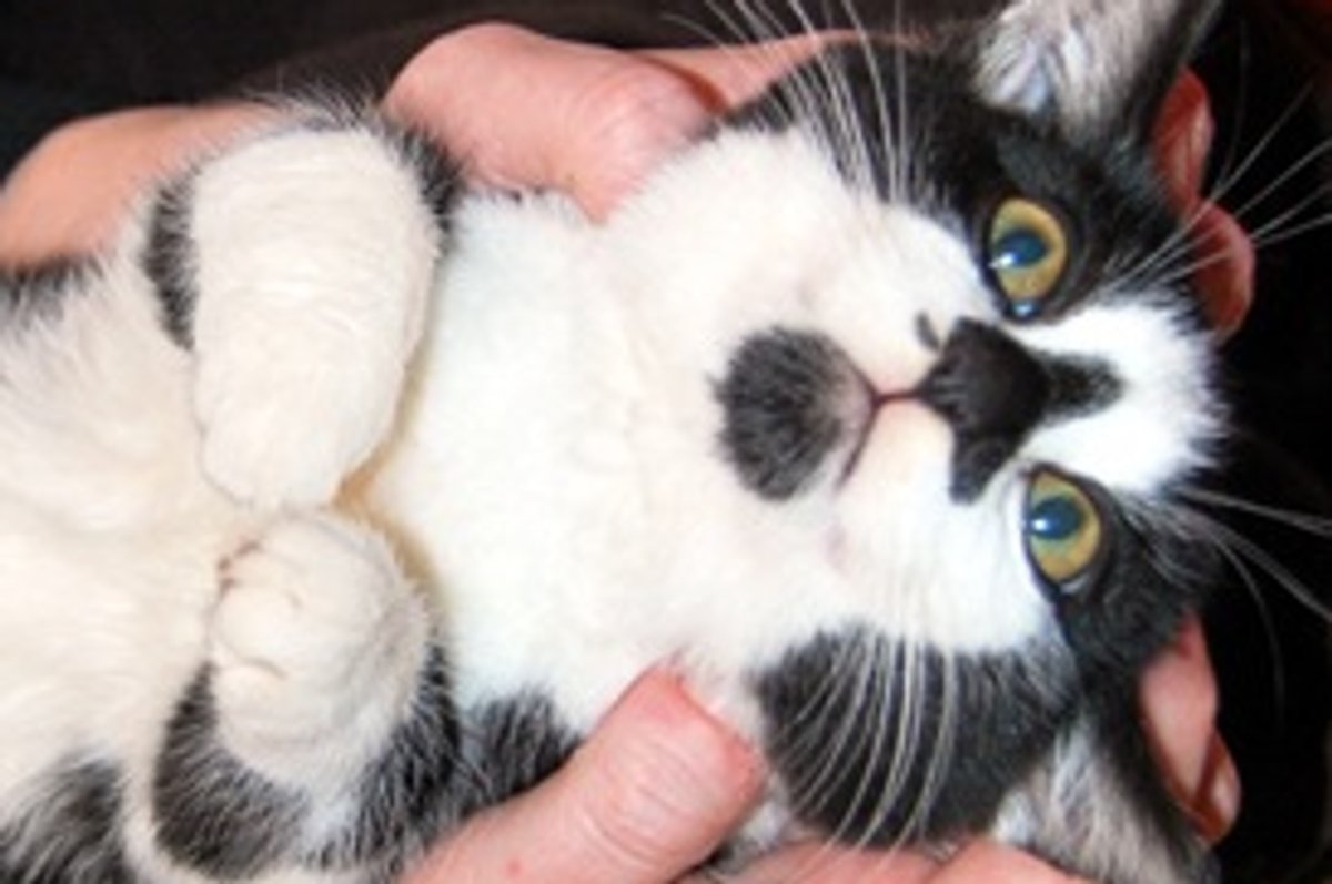 Juniper: World's Most Laid-Back Kitten